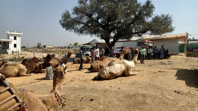 14 years of compassion: How a Jaipur centre is rescuing & healing camels